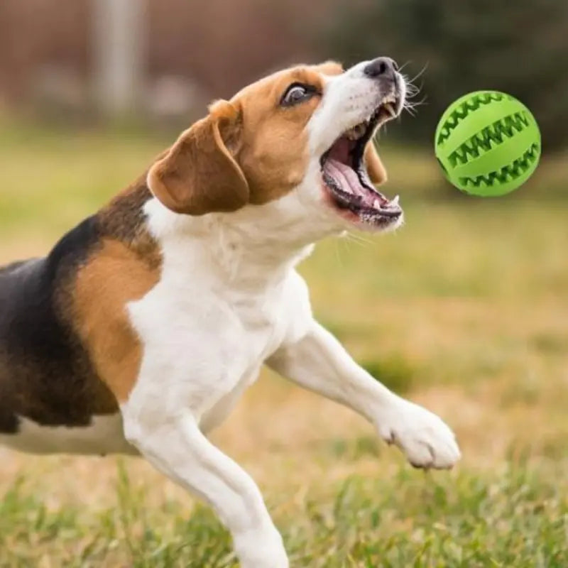 Interactive Rubber Pet Dog Toy